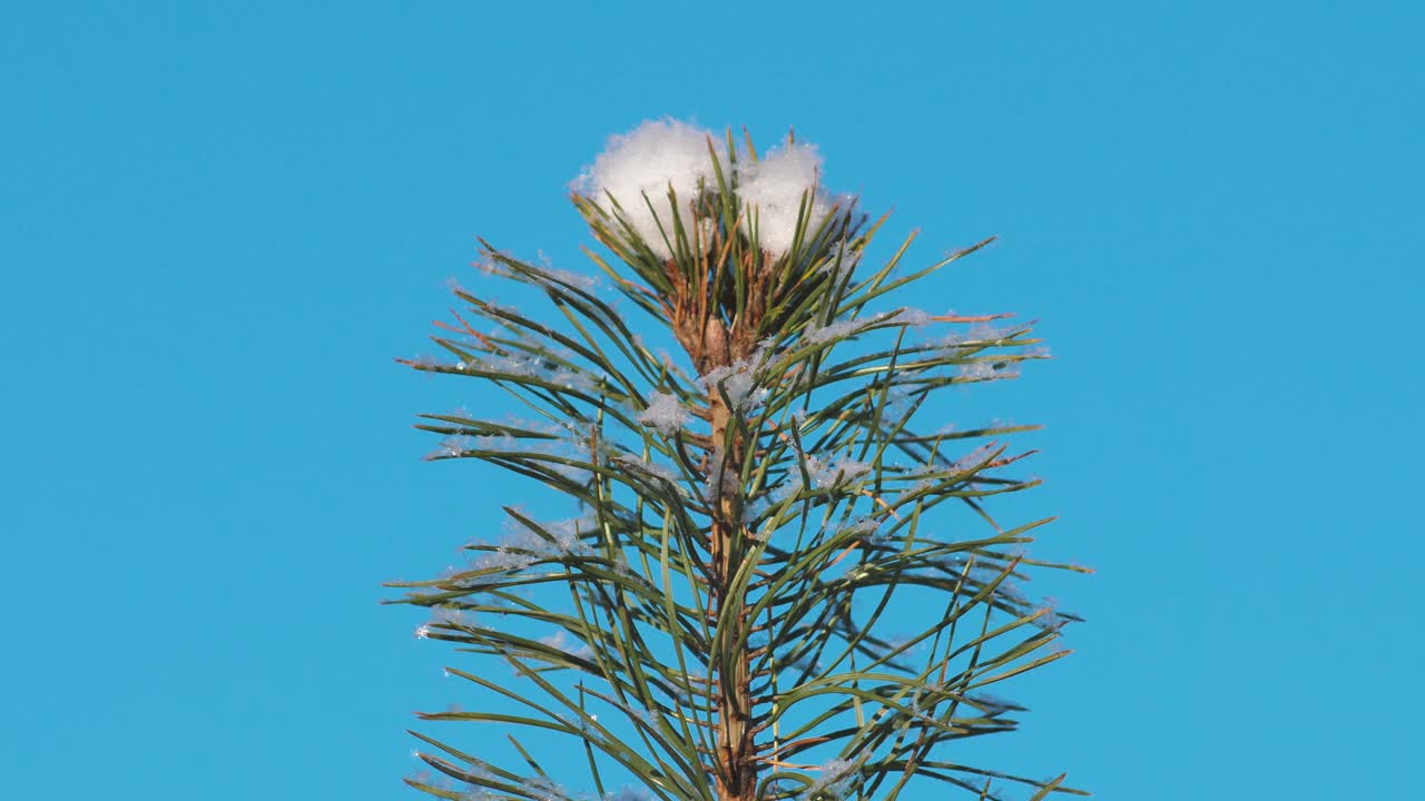 bosque de pinos en invierno