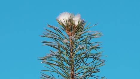 Pine forest in winter