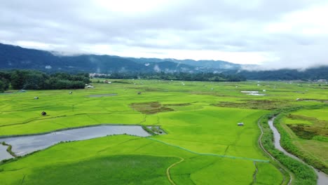 vista aérea de un campo de arroz en arunachal pradesh