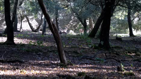 Rehherde-Läuft-Durch-Einen-Wald