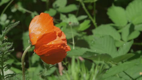 bee approaches poppy and eventually finds the way inside, slow motion