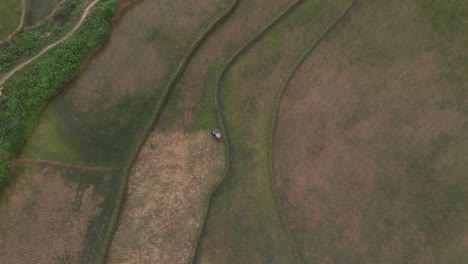 Vista-Aérea-Del-Agricultor-Local-De-Arroz-En-Ha-Giang-Vietnam,-Vista-Aérea