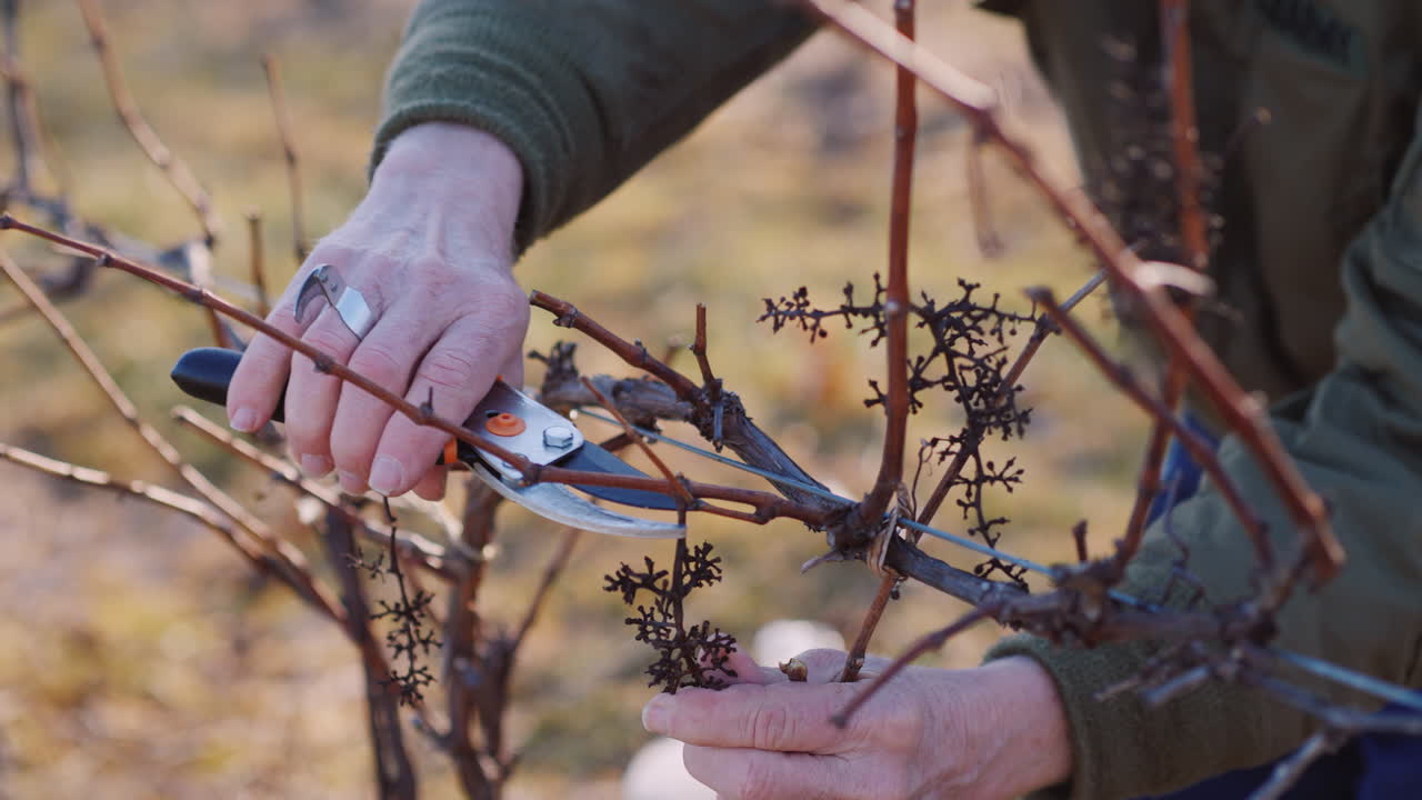 jardinero corta y ata la vid
