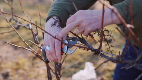 gardener cuts and tights the vine