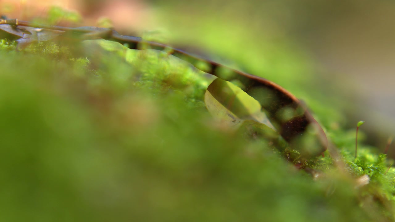 Extreme close up of fresh green moss with sporophytes growing on a branch in the forest