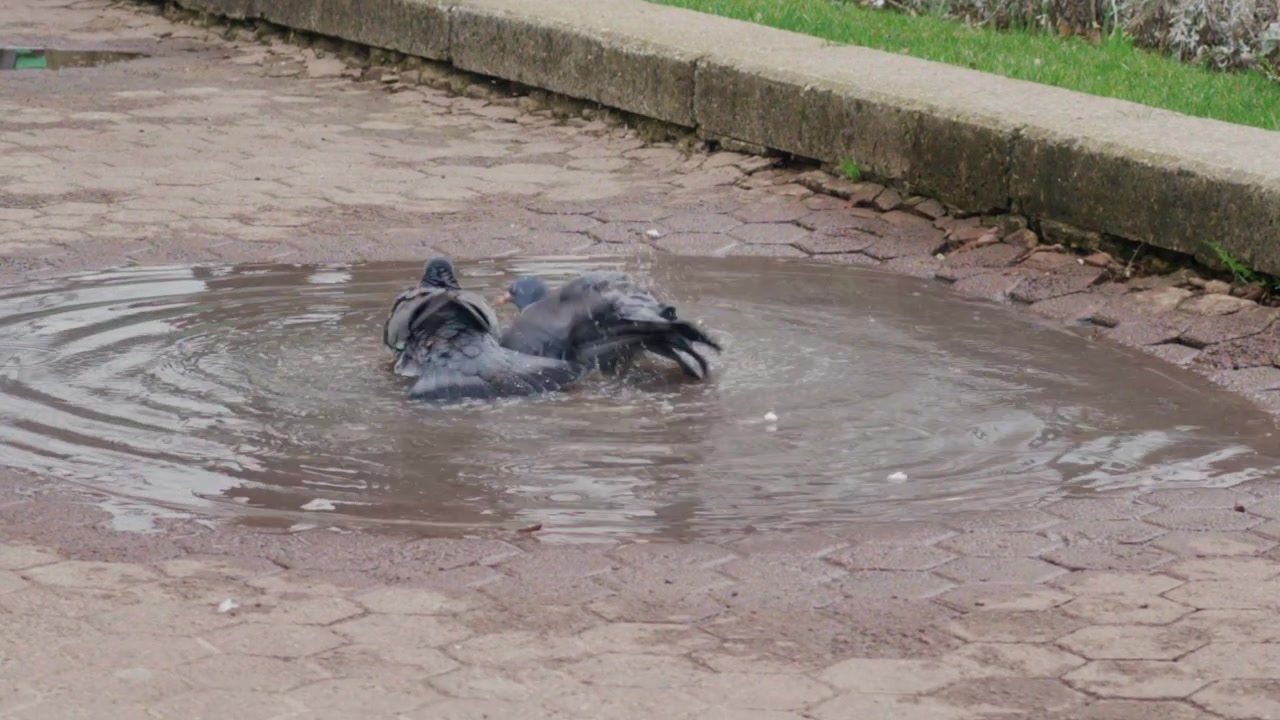 A pigeon energetically bathes in a puddle, splashing water and creating dynamic motion