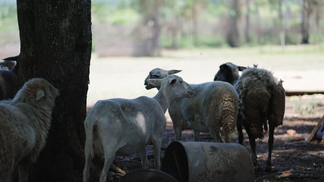 Group of sheep standing and relaxing under a tree in a shaded area on a farm.
