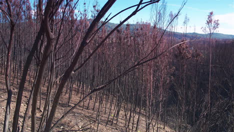 impresionante toma cinematográfica de un bosque carbonizado