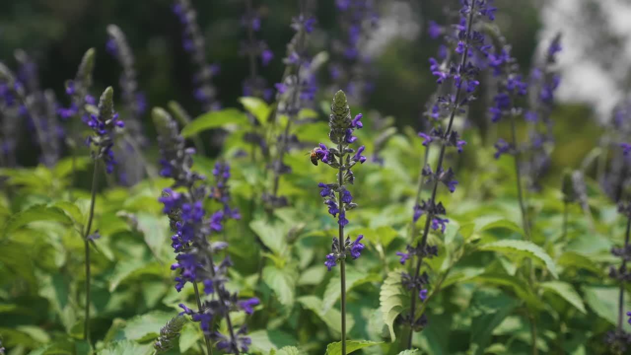 Tracking shot of bee near purple flower