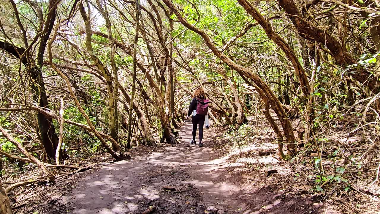 A person walking through a lush, forested trail in Anaga, Spain, surrounded by twisted trees and greenery