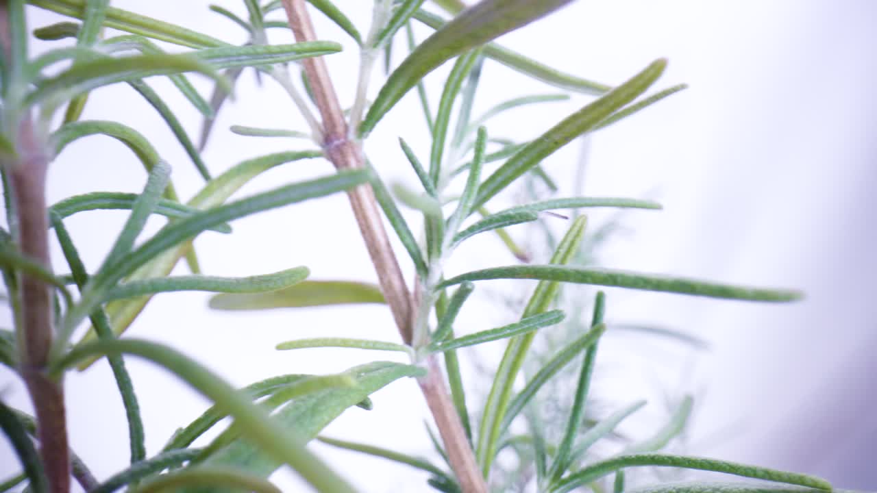 Rosemary Tree Plant macro shot