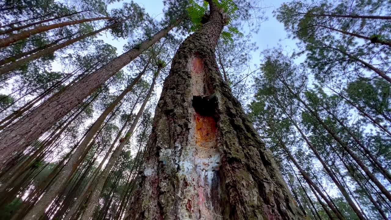 Pine tree trunks are wounded to extract the sap