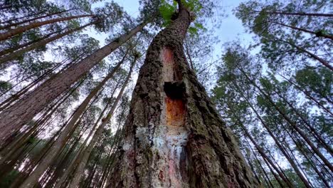 pine tree trunks are wounded to extract the sap