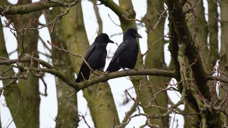 pareja de cuervo común corvus corax posado en una rama de árbol desnuda, primer plano estático