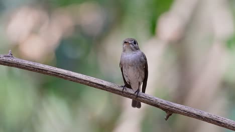 The-Asian-Brown-Flycatcher-is-a-small-passerine-bird-breeding-in-Japan,-Himalayas,-and-Siberia