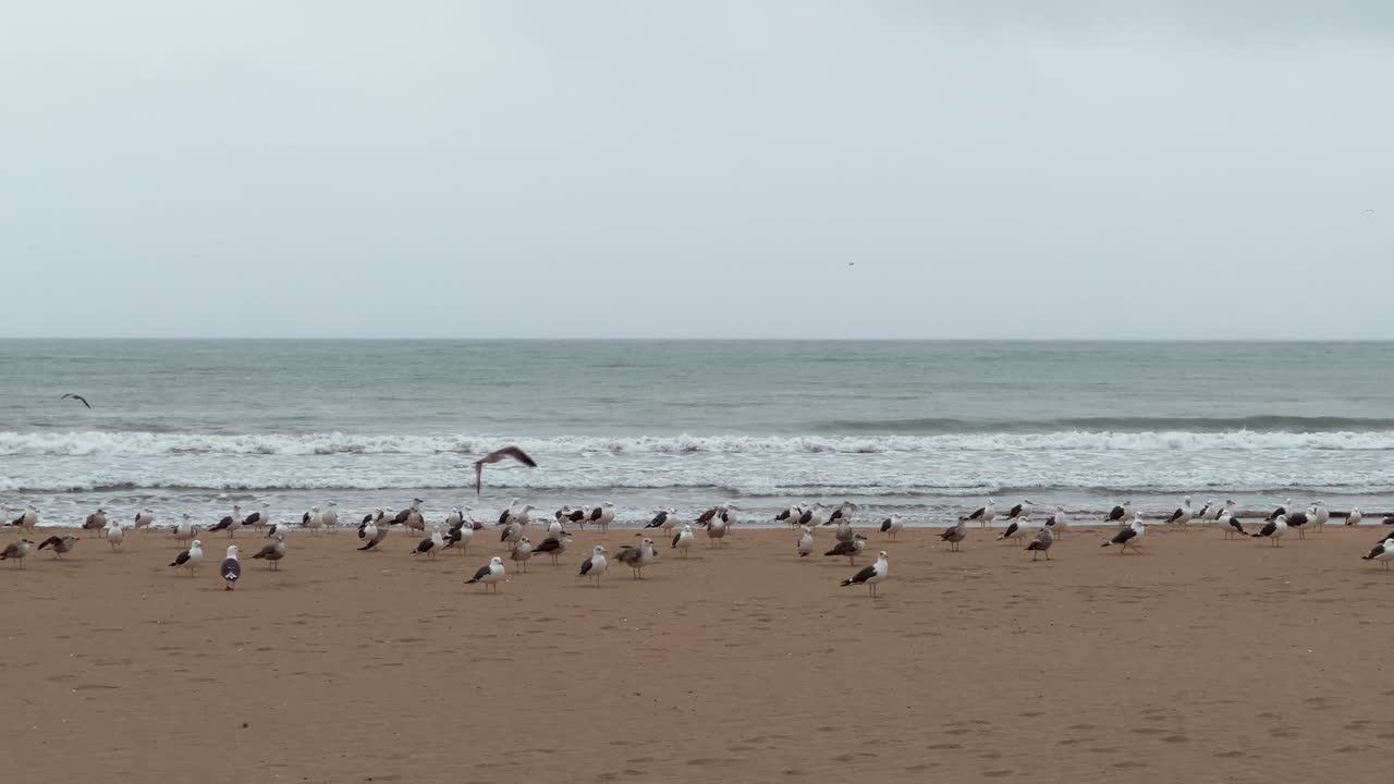 flock of seagulls sits on the beach and takes off against the backdrop of the Atlantic Ocean