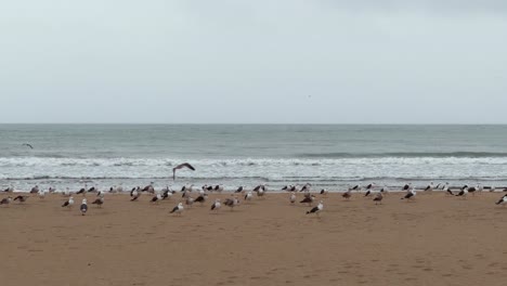 flock of seagulls sits on the beach and takes off against the backdrop of the atlantic ocean