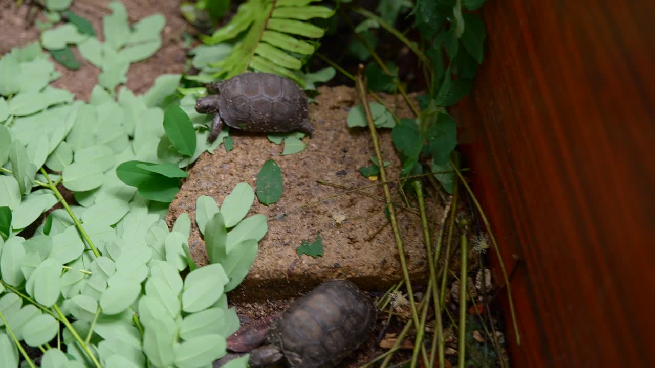 세이 ⁇ 의 마헤 섬에 있는 빅토리아의 식물원 에서 나오는 놀라운 아기 거북이 의 영상