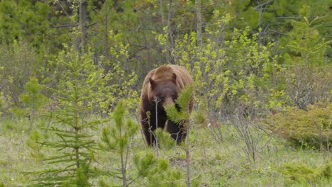 a cinnamon phase black bear walking through the trees in the rocky mountains in 4k