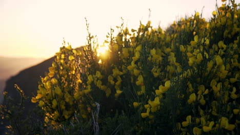 dolly se mueve desde detrás de flores amarillas brillantes hacia la luz del sol del atardecer, cámara lenta