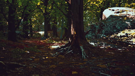 Vista-Detallada-De-Cerca-En-Una-Textura-De-Suelo-Forestal-Con-Musgo