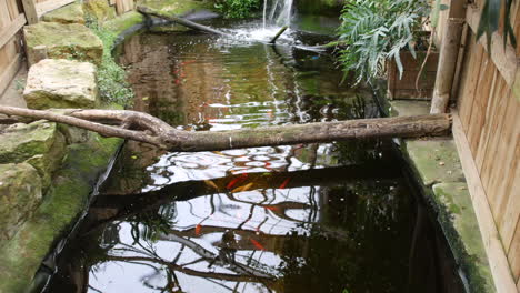 a tropical pond with fish and a waterfall