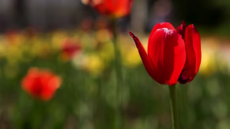 close-up of a red tulip in a garden