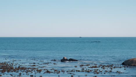 Una-Toma-Panorámica-Siguiendo-A-Dos-Pájaros-Que-Vuelan-Por-El-Océano