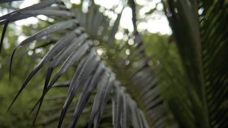 hojas de palma de coco verdes contra el cielo azul y el sol brillante