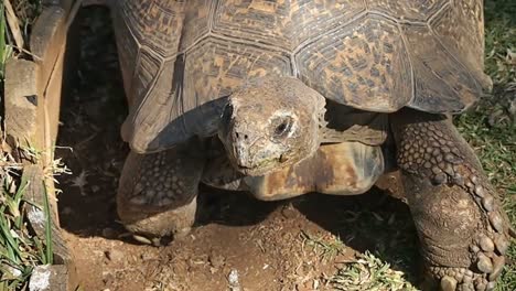 top shot, tortoise happily walking by