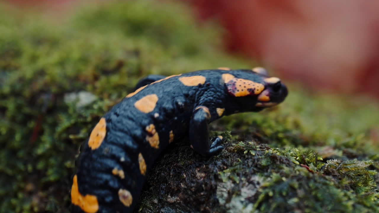 Fire salamander on mossy log in forest, vivid colors and tranquil mood
