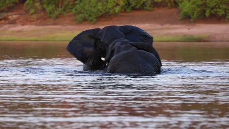 two african bush elephants tussle in the chobe river, botswana africa