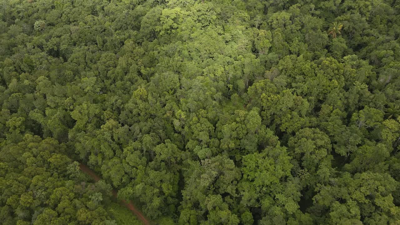 disparo de avión no tripulado buceando en el bosque tropical en guadalupe bajo un clima soleado