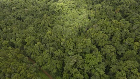 Drone-shot-diving-into-the-tropical-forest-in-Guadeloupe-under-sunny-weather