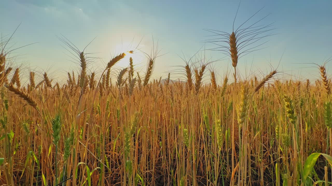 Vista en ángulo bajo de espigas de trigo madurando, brillando bajo la cálida luz del sol, con largas aristas silueteadas contra el cielo y un horizonte suave, capturando un sereno momento de cosecha en tierras de cultivo rurales.
