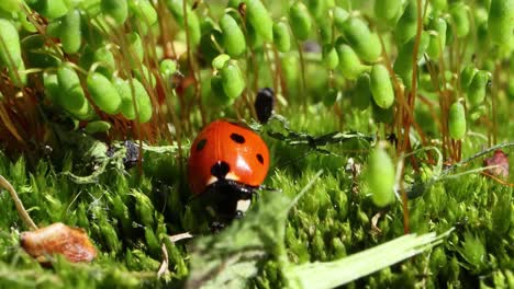 close-up wildlife of a ladybug in the green grass in the forest