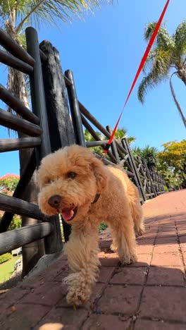 fluffy poodle walking on a leash in a park