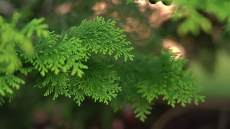 an evergreen branch blowing in the slight breeze of a summer evening