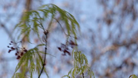 acer palmatum dissectum hoja con semilla y flor cu