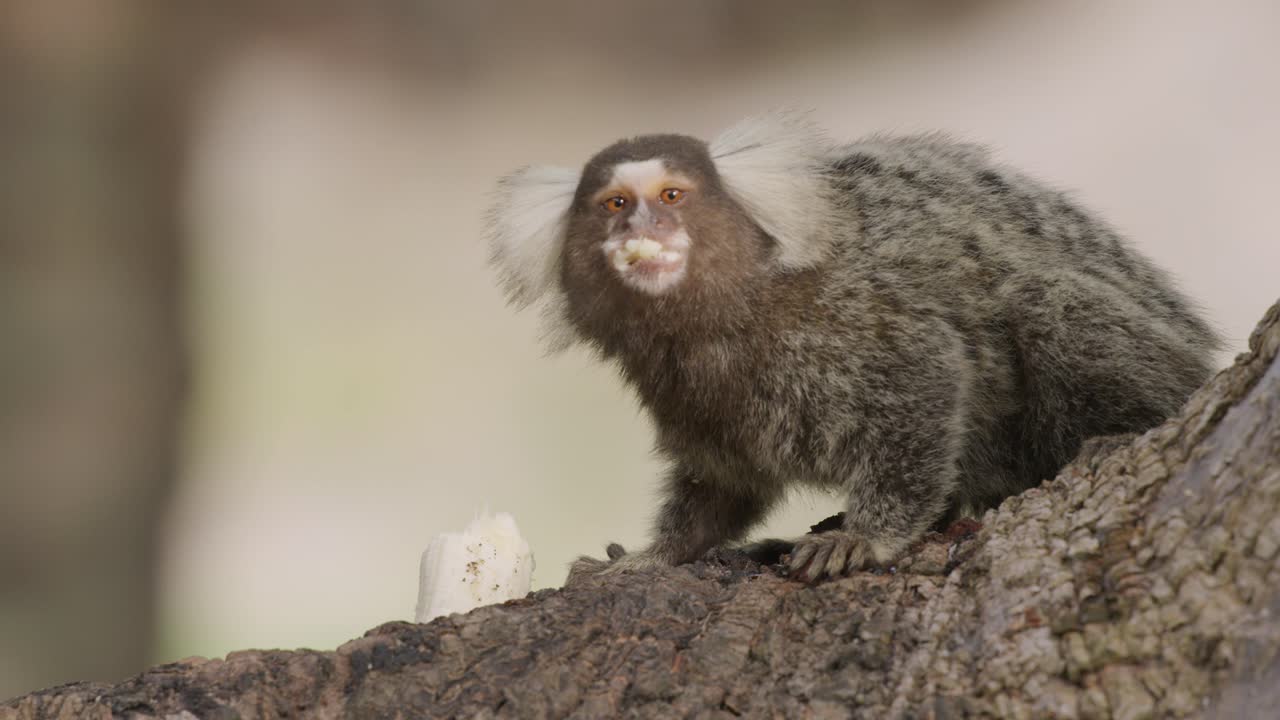 Inquadratura statica ravvicinata di una scimmia cappuccino che mangia una banana mentre è seduta sul ramo di un albero e si guarda intorno, al rallentatore.