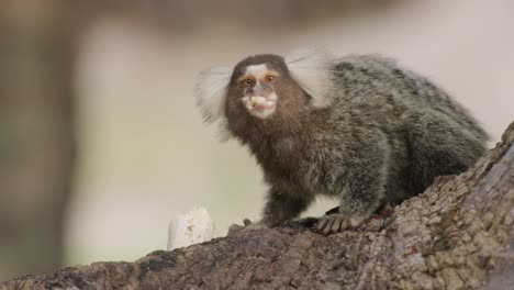 close up static shot of a capuchin monkey eating a banana while sitting on the branch of a tree and looking around, slow motion