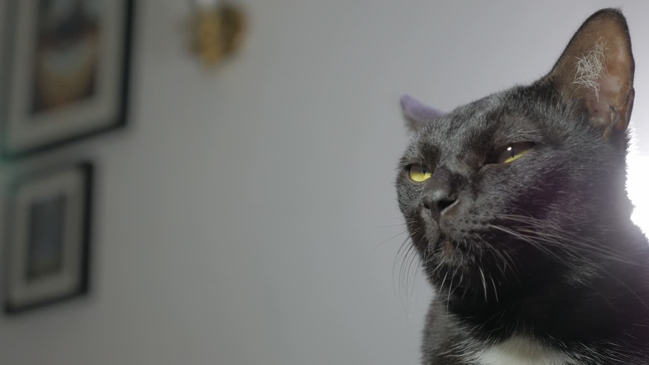 близкий портрет красивой черной кошки