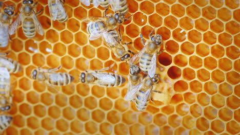 Bees-Work-In-A-Hive-Close-Up-Shot