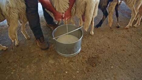 Person-milking-sheep-into-steel-bucket,-close-up-motion-shot