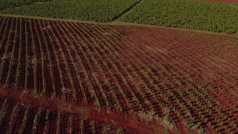 Aerial-View-of-Large-Yerba-Mate-Plantations,-Traditional-Drink-of-Argentina