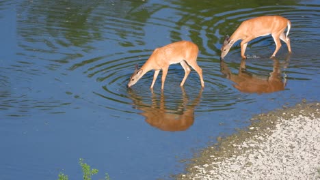deers sipping water at kruger national park, south africa