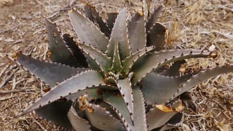 close-up of an agave plant on dry soil