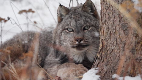 close-up view of canada lynx resting during winter in the yukon territory of canada.