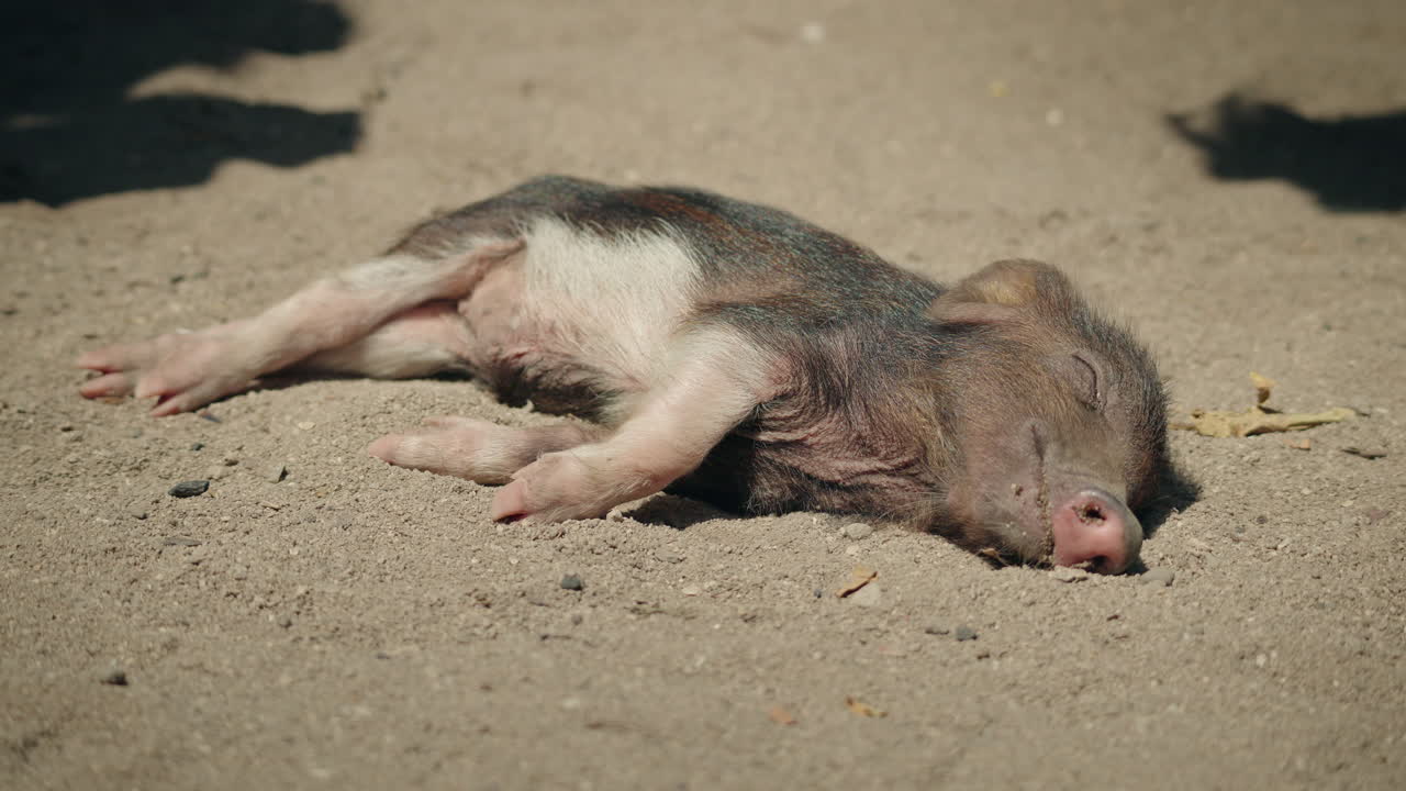 Leitão dormindo na areia sendo acariciado
