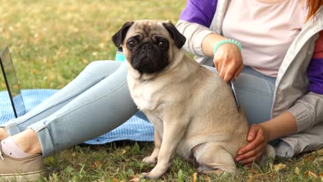 close up girl combing her pug out in a park